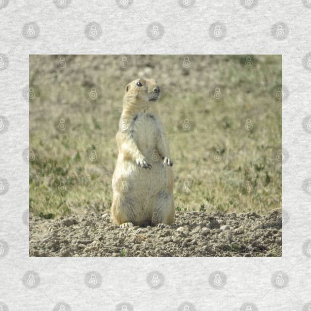 Prairie Dog SD-3 by MaryLinH